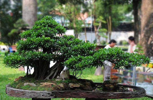 Comment cultiver et prendre soin du bonsaï