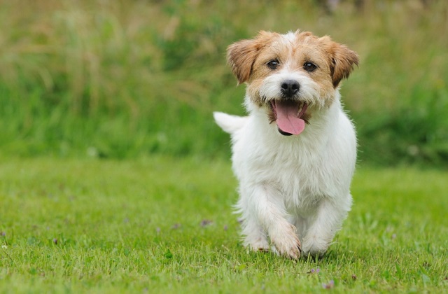 rendre votre chien heureux